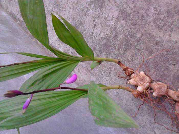 白芨 白芨