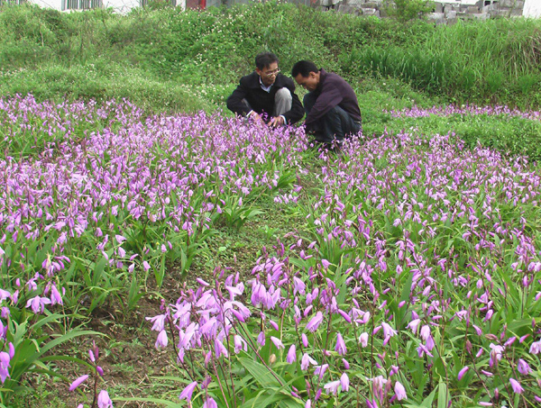 白芨种植基地 白芨种植基地