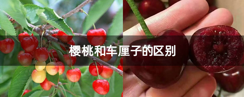 樱桃和车厘子的区别 樱桃和车厘子的区别