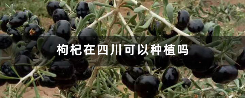枸杞在四川可以种植吗 枸杞在四川可以种植吗