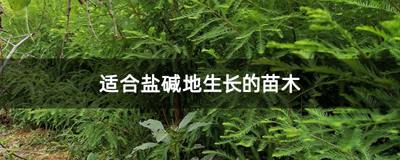 适合盐碱地生长的苗木