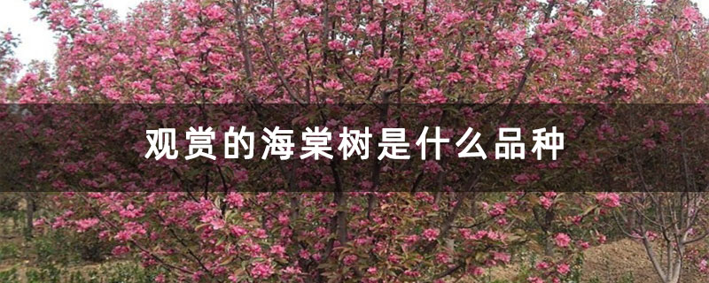 观赏的海棠树是什么品种
