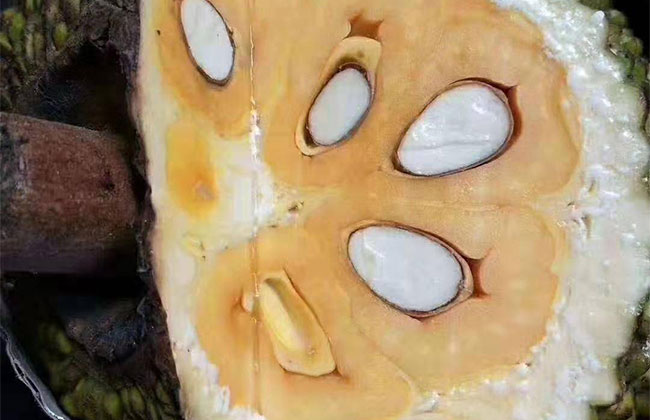 菠萝蜜