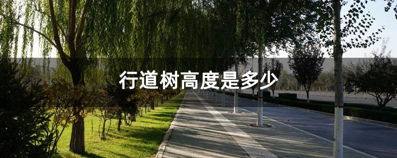 行道树分枝点高度是多少 行道树分枝点高度是多少