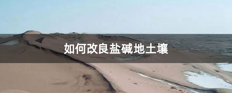 如何改良盐碱地土壤 如何改良盐碱地土壤