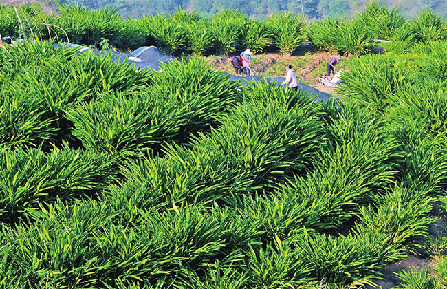 药材种植 药材种植