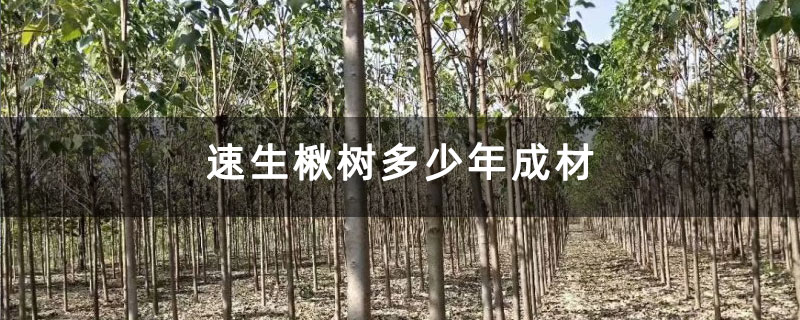 速生楸树多少年成材 速生楸树多少年成材