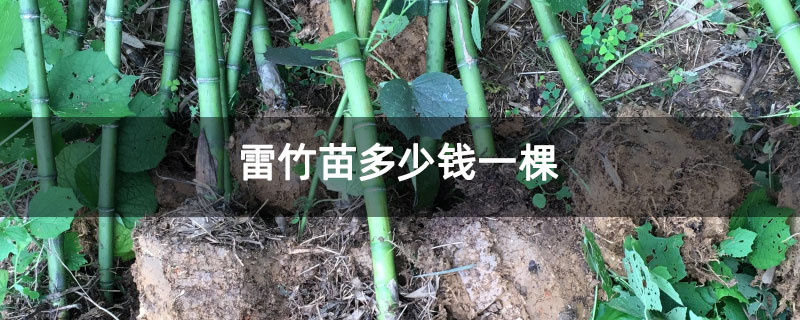 雷竹苗多少钱一棵 雷竹苗多少钱一棵