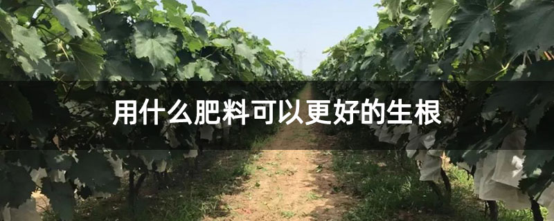 用什么肥料可以更好的生根 用什么肥料可以更好的生根