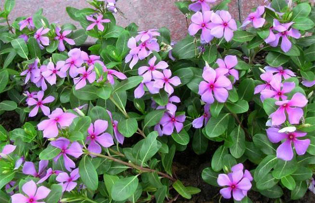 长春花的花语是什么?长春花的寓意和象征 长春花的花语是什么?长春花的寓意和象征