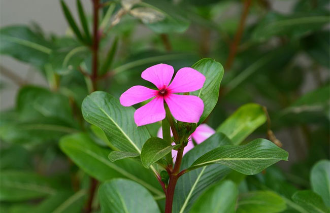 长春花的花语是什么?长春花的寓意和象征 长春花的花语是什么?长春花的寓意和象征