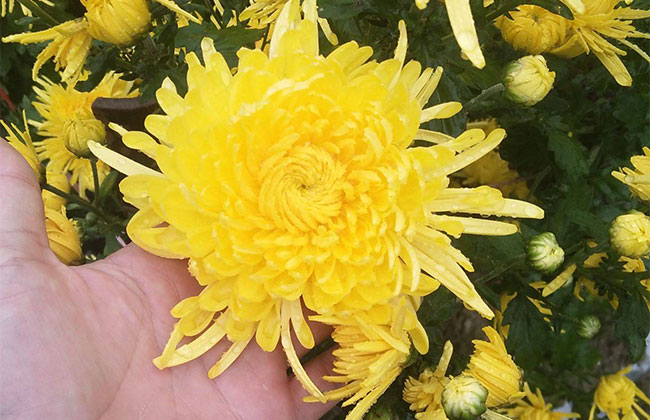 菊花茶有几种 菊花茶有几种