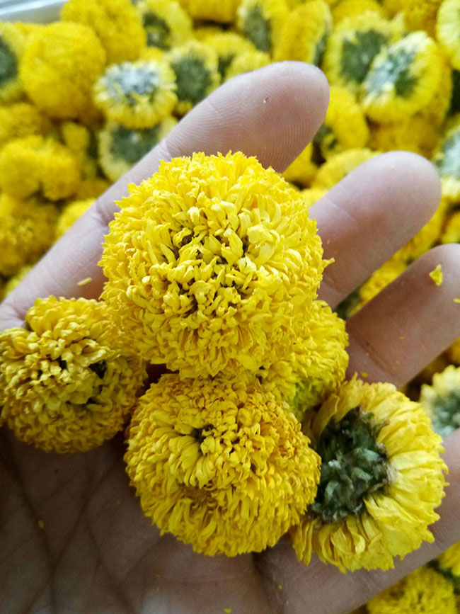 菊花茶有几种 菊花茶有几种