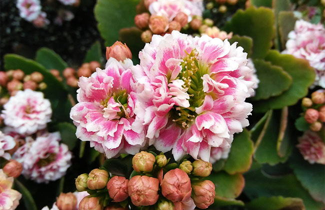 长寿花的花语是什么?长寿花的寓意和象征 长寿花的花语是什么?长寿花的寓意和象征