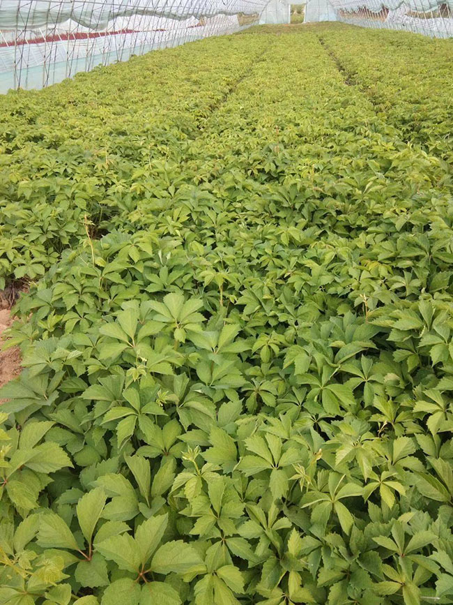 如何种植爬山虎?爬山虎苗种植方法和时间 如何种植爬山虎?爬山虎苗种植方法和时间