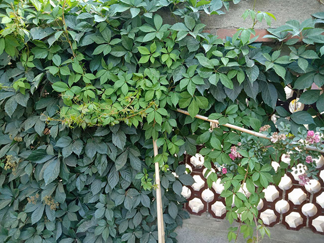 如何种植爬山虎?爬山虎苗种植方法和时间 如何种植爬山虎?爬山虎苗种植方法和时间