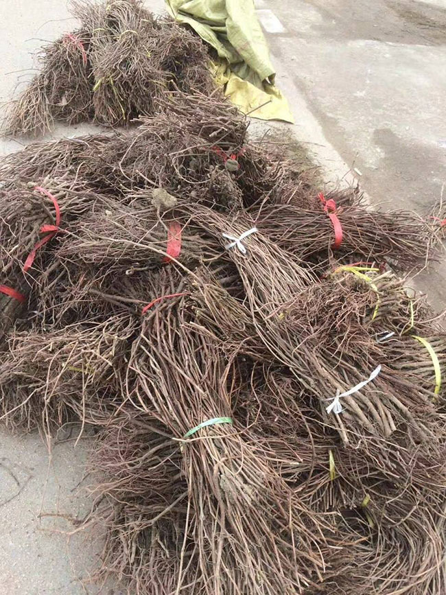 如何种植爬山虎?爬山虎苗种植方法和时间 如何种植爬山虎?爬山虎苗种植方法和时间