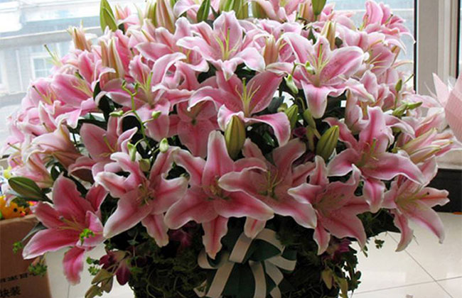 百合花 百合花
