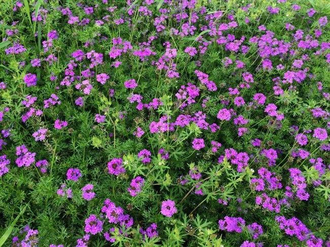 1588838884955206.jpg 樱花草的花语是什么?樱花草的寓意和象征