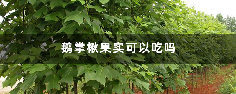 鹅掌楸果实可以吃吗 鹅掌楸果实可以吃吗