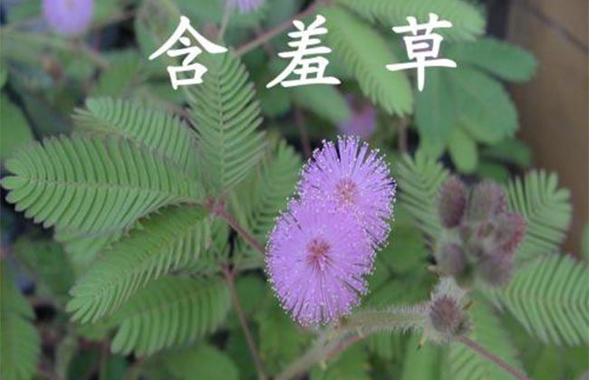 含羞草的花语是什么?含羞草的寓意和象征 含羞草的花语是什么?含羞草的寓意和象征