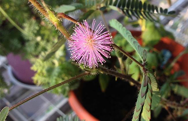 含羞草的花语是什么?含羞草的寓意和象征 含羞草的花语是什么?含羞草的寓意和象征