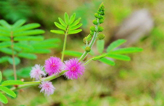 含羞草的花语是什么?含羞草的寓意和象征 含羞草的花语是什么?含羞草的寓意和象征