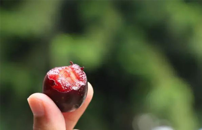 胭脂果 胭脂果