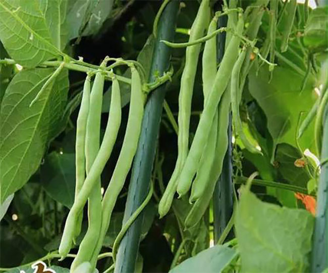 1591174657277402.jpg 七月种植什么蔬菜?七月生长快速的蔬菜