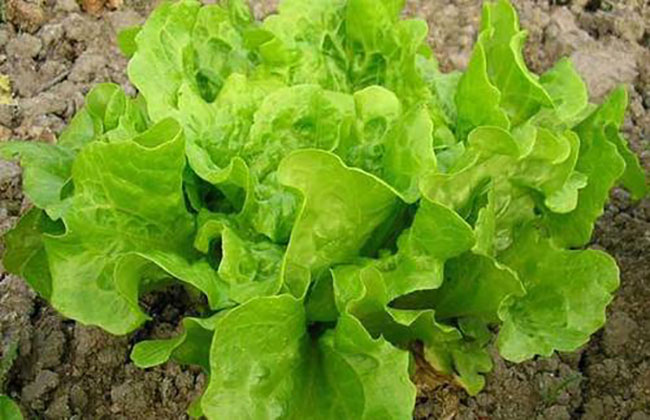 1591174656653636.jpg 七月种植什么蔬菜?七月生长快速的蔬菜
