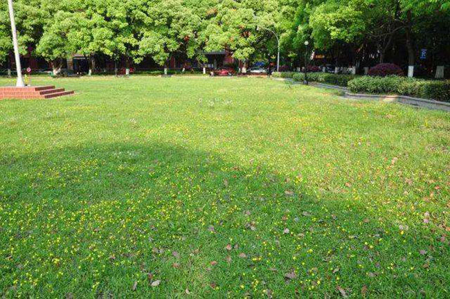 1593574874893783.jpg 北方草坪品种哪个好?适合东北的草坪草