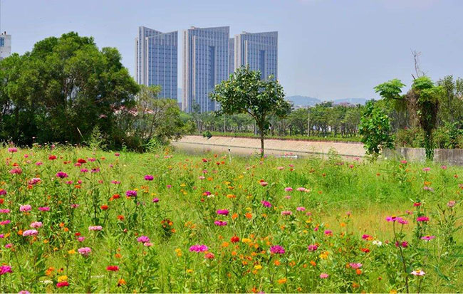 草坪 草坪