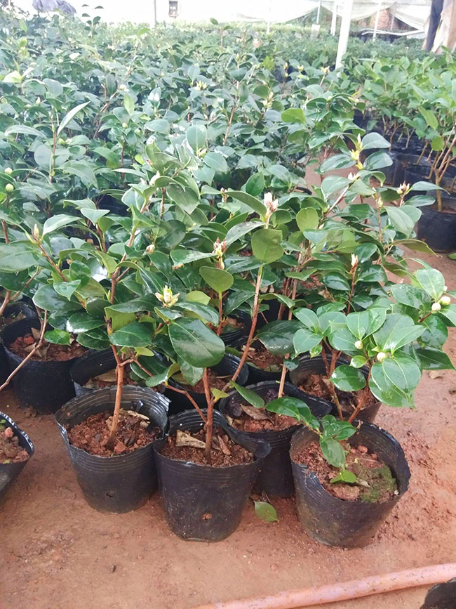 山茶花的花语是什么?山茶花的寓意和象征 山茶花的花语是什么?山茶花的寓意和象征