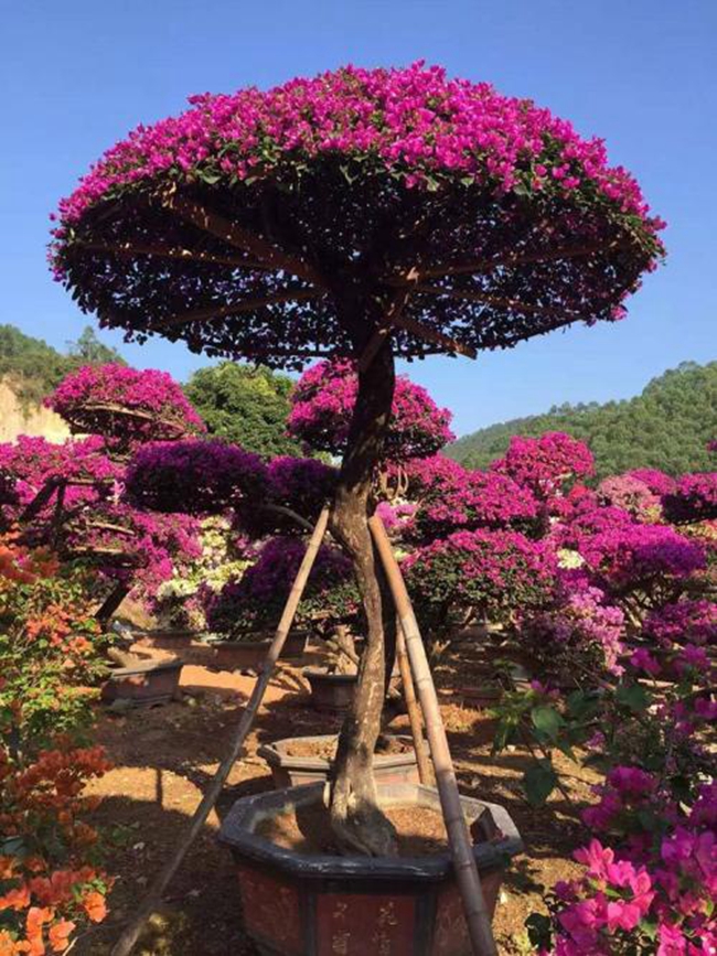三角梅家庭种植实拍图片.jpg 三角梅家庭种植实拍图片.jpg