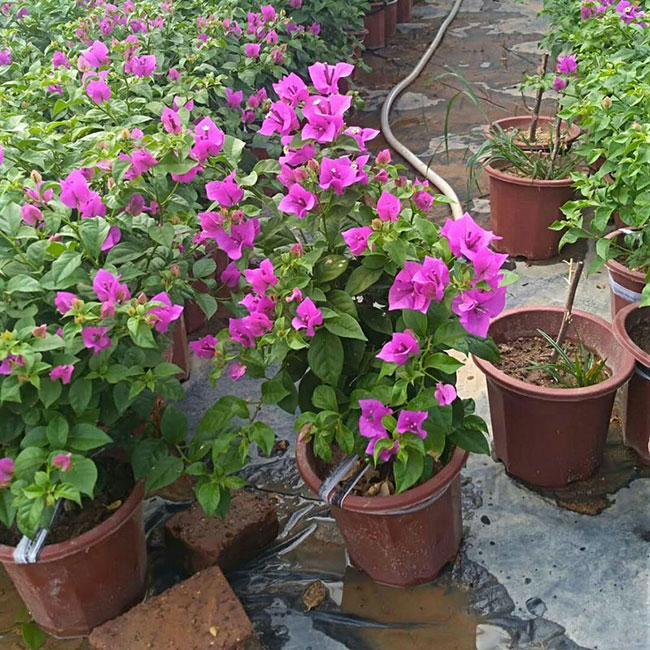 紫花三角梅 紫花三角梅