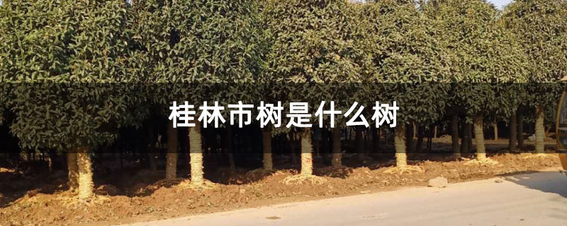 桂林市树是什么树 桂林市树是什么树
