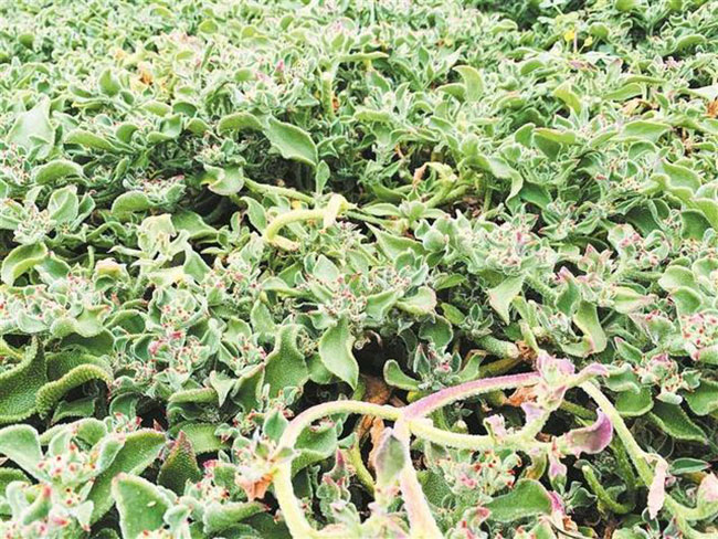 冰草适合在中国哪里种植?冰草适合北方种植吗? 冰草适合在中国哪里种植?冰草适合北方种植吗?