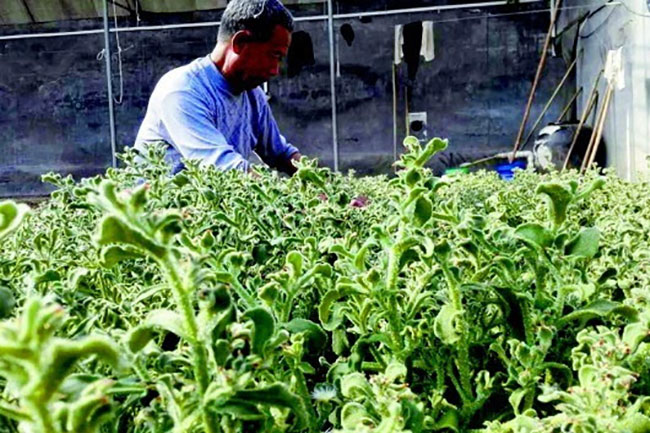 冰草适合在中国哪里种植?冰草适合北方种植吗? 冰草适合在中国哪里种植?冰草适合北方种植吗?