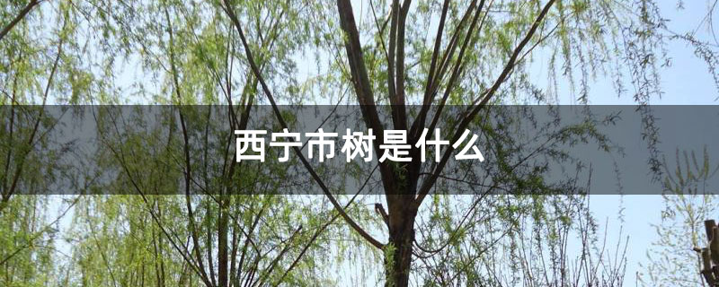 西宁市树是什么 西宁市树是什么