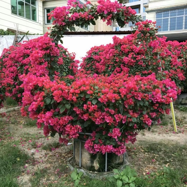 庭院种植三角梅实拍图片.jpg 庭院种植三角梅实拍图片.jpg