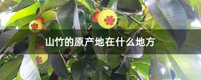 山竹的原产地在什么地方 山竹的原产地在什么地方