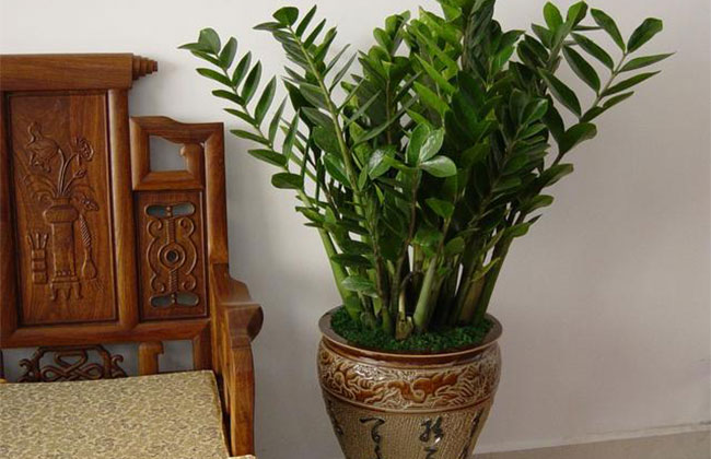 金钱树开花吗?金钱树开花的寓意 金钱树开花吗?金钱树开花的寓意