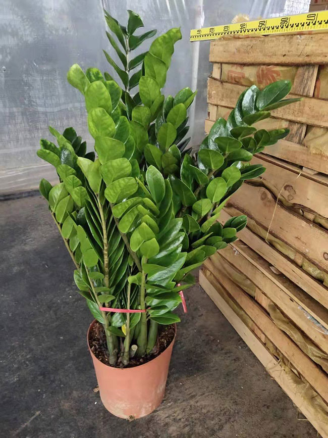 金钱树开花吗?金钱树开花的寓意 金钱树开花吗?金钱树开花的寓意