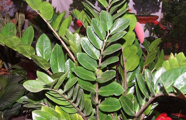 金钱树开花吗?金钱树开花的寓意 金钱树开花吗?金钱树开花的寓意