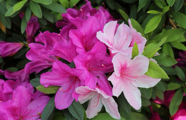 杜鹃花 杜鹃花