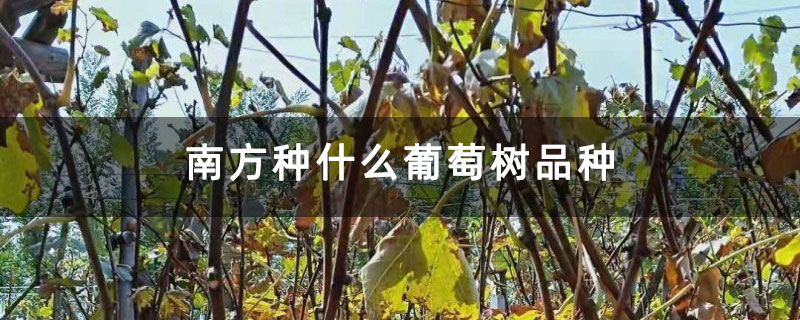 南方种什么葡萄树品种 南方种什么葡萄树品种