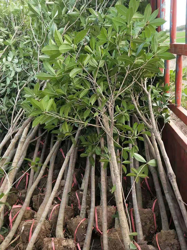桂花是什么季节开的?桂花树什么品种最好? 桂花是什么季节开的?桂花树什么品种最好?