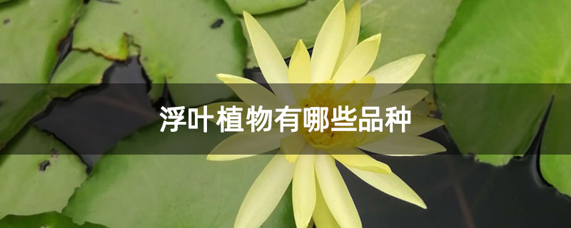 浮叶植物有哪些品种 浮叶植物有哪些品种