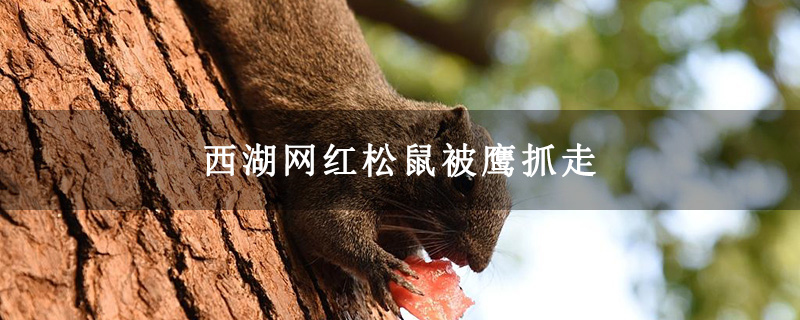 西湖网红松鼠被鹰抓走 西湖网红松鼠被鹰抓走