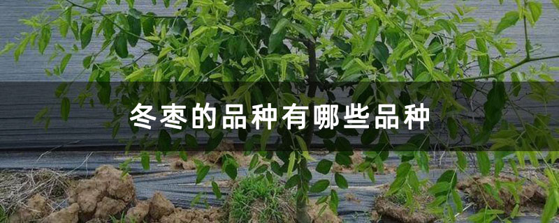 冬枣的品种有哪些品种 冬枣的品种有哪些品种